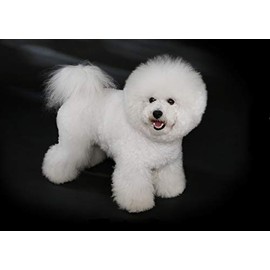 Bichon Frise Dog Blank Greeting Card