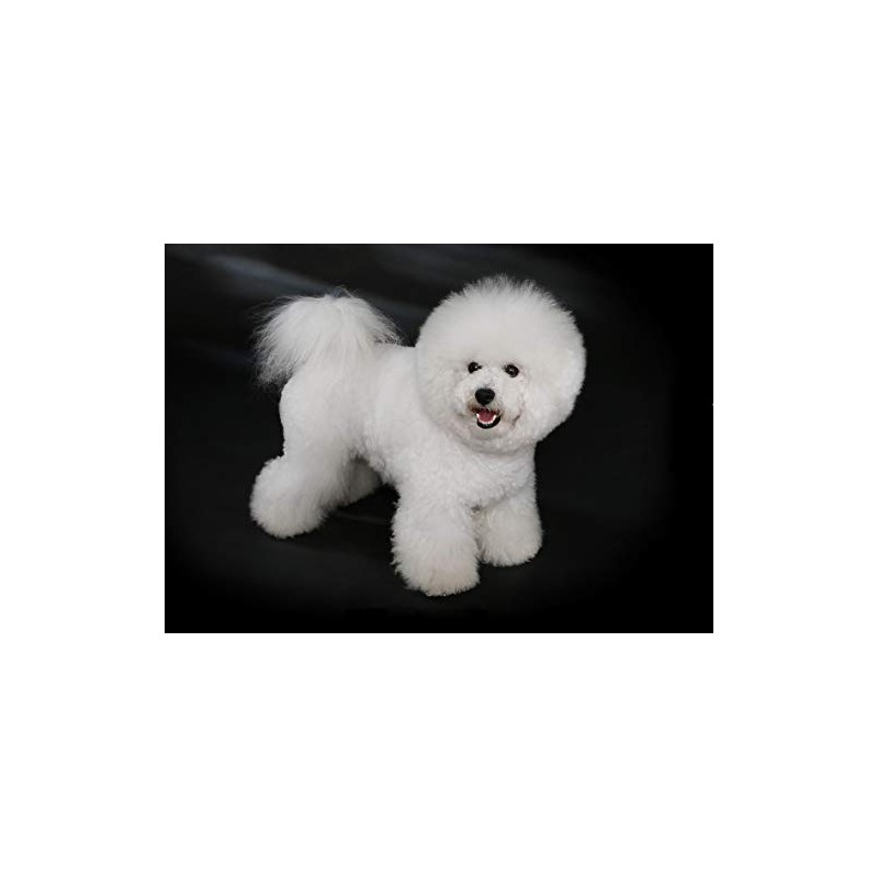 Bichon Frise Dog Blank Greeting Card