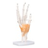 Hand Skeleton Model Life Size PVC On Base with Joints