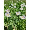 The TRUE Izmir Bush Poppy (Papaver S.) 1500 Seeds