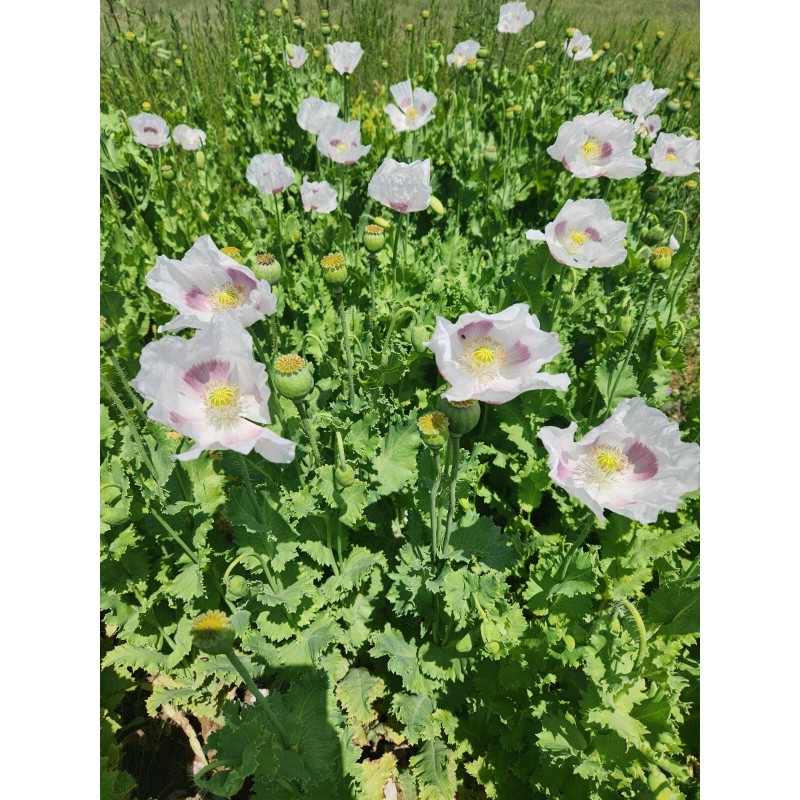The TRUE Izmir Bush Poppy (Papaver S.) 1500 Seeds