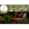 FISHN® GRUMPYcrab 12.5 cm, 13.7 g, Pack of 2 –