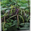Wax 1000+ seed 1/2 lb Top Pick Pinkeye Purple Hull