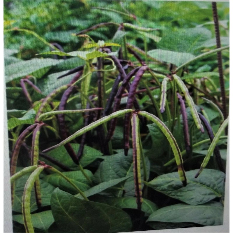 Wax 1000+ seed 1/2 lb Top Pick Pinkeye Purple Hull