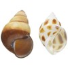 Sanko Shokai Sanko Okaya Hermit Crab Replacement Shell L