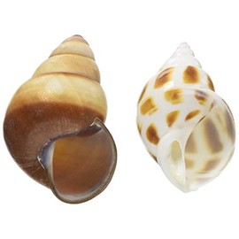 Sanko Shokai Sanko Okaya Hermit Crab Replacement Shell L