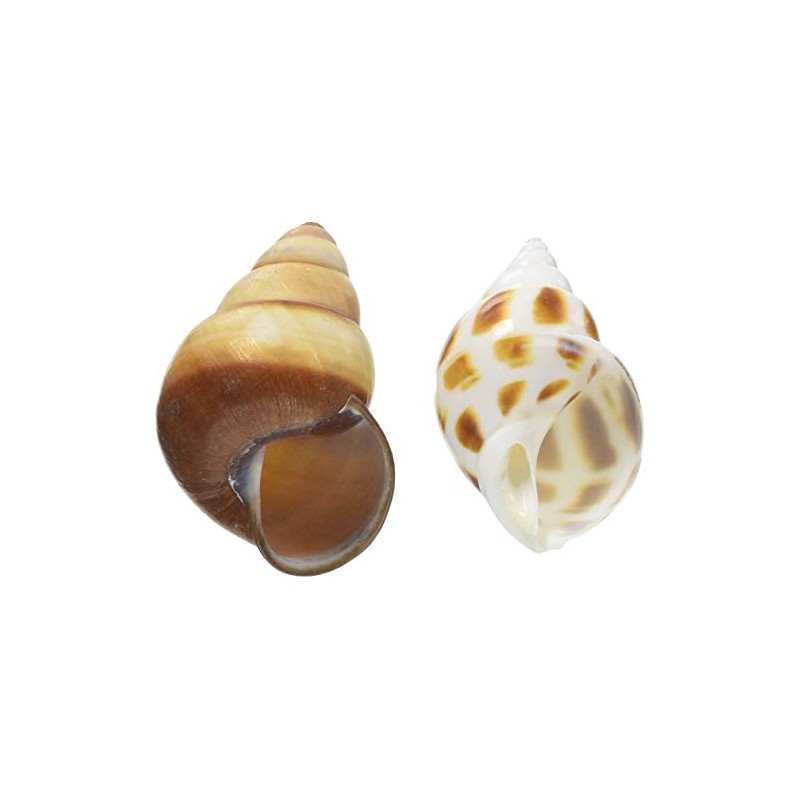 Sanko Shokai Sanko Okaya Hermit Crab Replacement Shell L