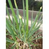 Hundredfold 1000 Japanese Evergreen White Stem Green Onion Seeds, Scallion