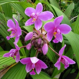 Orchids Spathoglottis plicata Purple Ground Orchid Live Plant Indoor Outdoor Graden