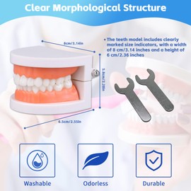 Dental Teeth Model, Articulated Adult Standard Typodont, Complete Teeth Mouth Model Demonstration for Educational Dental Teaching Study Supplies with Free Wrench Tools