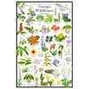 Georgia Wildflowers – Native Blooms Poster – Georgia Flower Identification