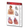Cardiorespiratory System Pocket Chart - Medical Quick Reference Guide by