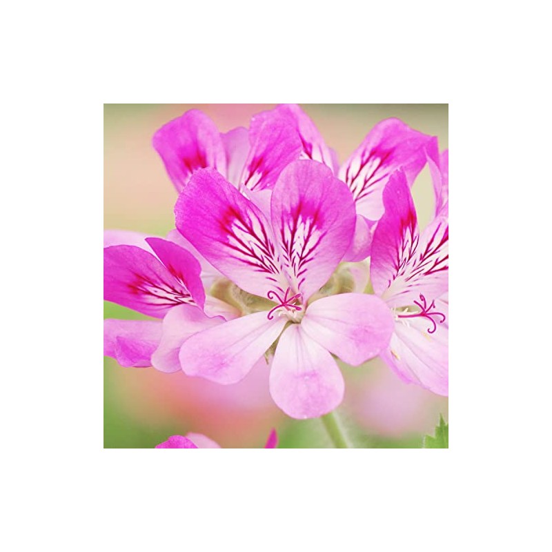 Naissance Naissance Geranium Rose Essential Oil (No. 116) - 50ml