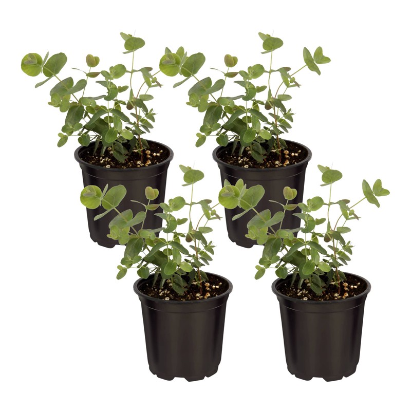 Live Aromatic and Edible Herb - Eucalyptus (4 Per Pack)