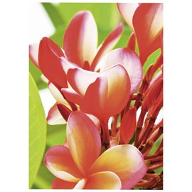 Premium Inkjet Photo Paper A4 250 g 40 Sheets