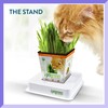 Pre-Grown Organic Cat Grass Plant for Indoor Cats. Natural Live