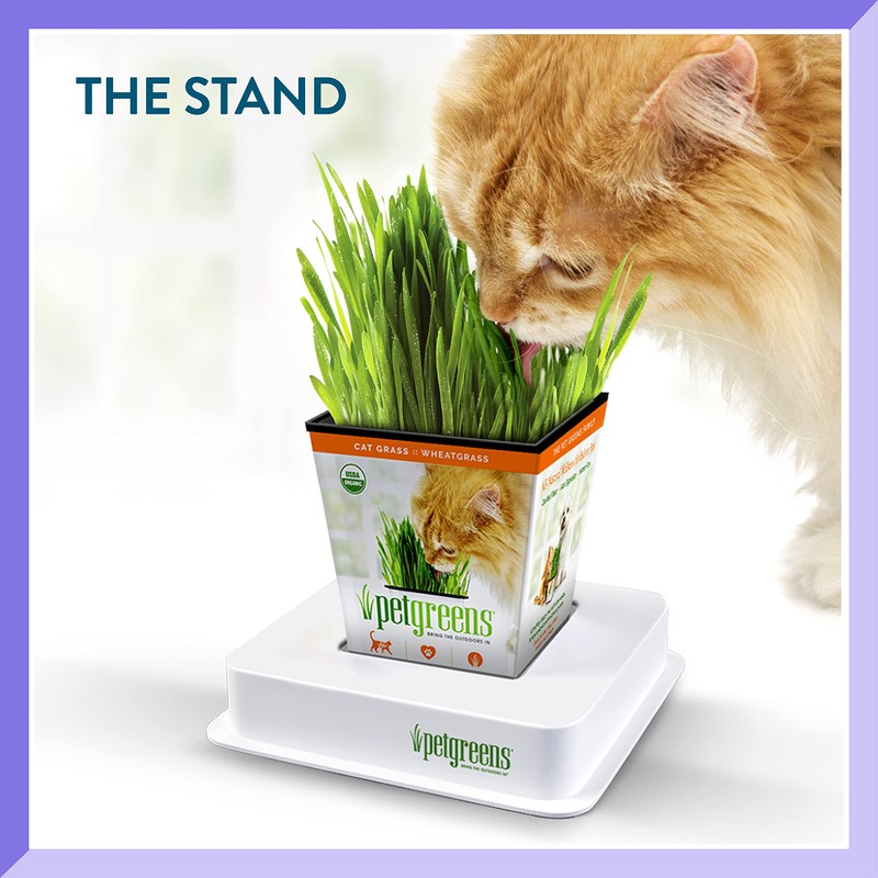 Pre-Grown Organic Cat Grass Plant for Indoor Cats. Natural Live