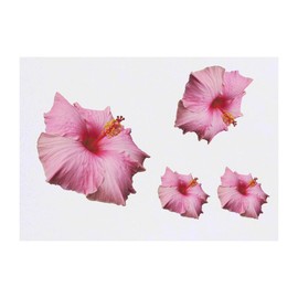 4 x 'Pink Hibiscus Flower' Temporary Tattoos - Water Resistant, Skin-Safe, Non-Toxic Transfers, Mixed Sizes (TO00076130)