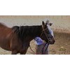 Monty Roberts 5" Thick Copper & Black Iron Horse Snaffle