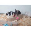 ECO BEDDING Forage Box 6 Pack, Enrichment for Small Pets