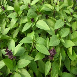 1000 Siam Queen Thai Basil Seeds Heirloom Garden Planting Herb - Non-GMO - Always Fresh Seeds! - Planting Seeds for Home Vegetable Herb Garden