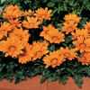 Outsidepride Gazania Kiss Orange - 100 Seeds