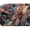Bait Binder® - The 'Original' - Shrimp, Crab, Crawfish, Chum