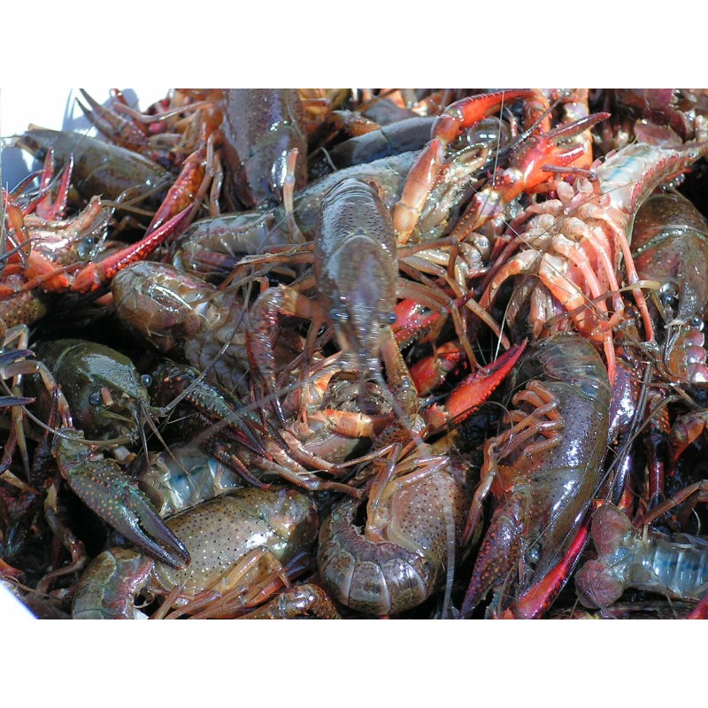 Bait Binder® - The 'Original' - Shrimp, Crab, Crawfish, Chum