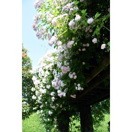 Long Pruner Scissors 1M N-100