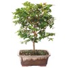 Brussel's Bonsai Live Jaboticaba Bonsai Tree - Large, 6 Year,