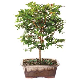 Brussel's Bonsai Live Jaboticaba Bonsai Tree - Large, 6 Year, 10 to 14 Inches - Indoor Live Bonsai Tree with Ceramic Bonsai Pot