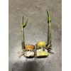 Sugarcane 2 Pcs SugarCane Cuttings Sweet Juicy Ready To Plant