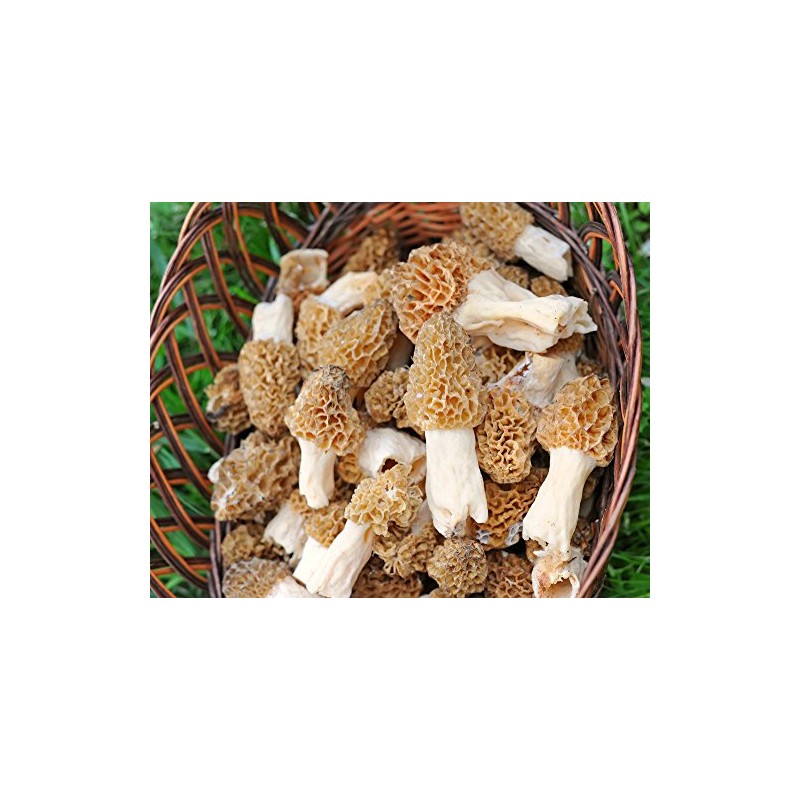 Morel Mushroom Spores in Sawdust Seed Grow Large Kit From