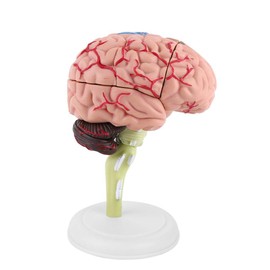 Uxsiya Disassembled Human Brain Model, Colorful Painting Plastic Highly Simulated Easy To Carry Anatomical Brain Model Human Brain with White Base for Medical Training