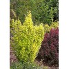 Proven Winners Berberis Gold Sunjoy Pillar Outdoor Or Home Bonsai