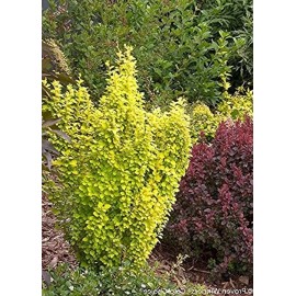 Proven Winners Berberis Gold Sunjoy Pillar Outdoor Or Home Bonsai Plant Proven Winners 4" Pot