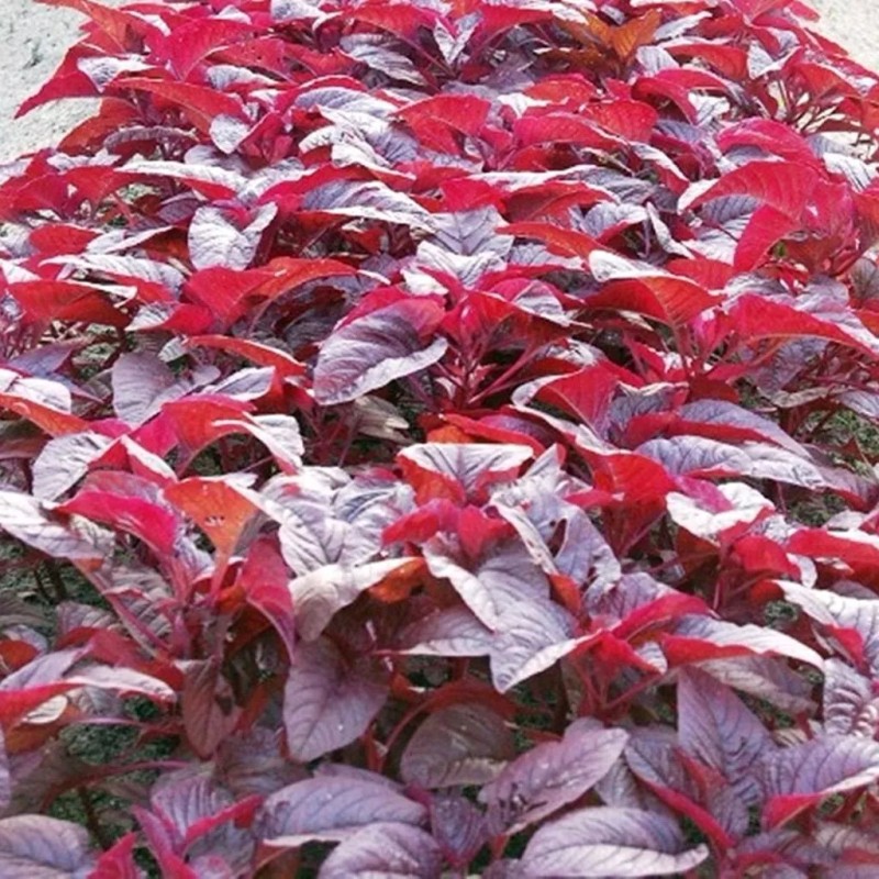 2000+PCS RED SPINACH/ RED AMARANTH SEEDS/ RAU DỀN ĐỎ |
