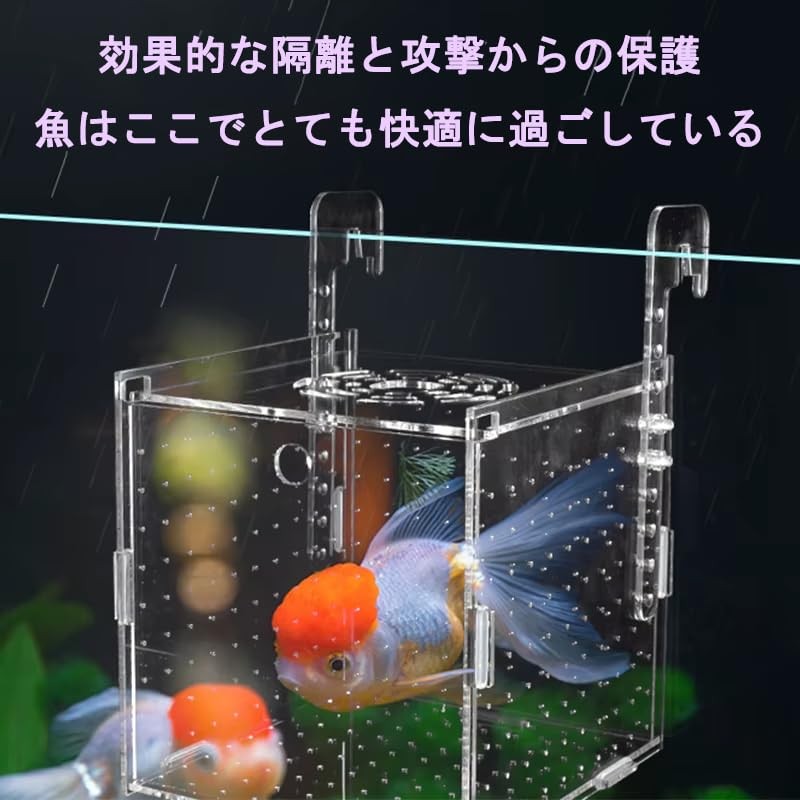 Acrylic Isolation Box, Aquarium Divider, Medaka Box, Fry Isolation Case,