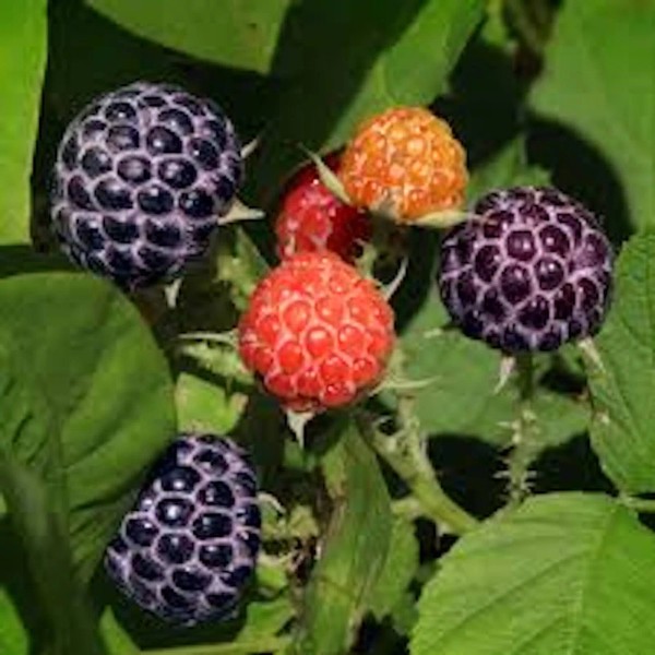 3 Glencoe Raspberry Plants Thornless Purple Raspberry Fruit Garden Starter
