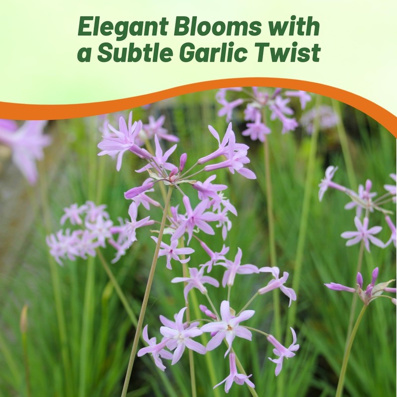 Outsidepride Society Garlic Seeds for Planting - 100 Pcs Perennial,