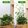 10Pcs White Plant Climbing Wall Self-Adhesive Fixed Clip Climbing Vine