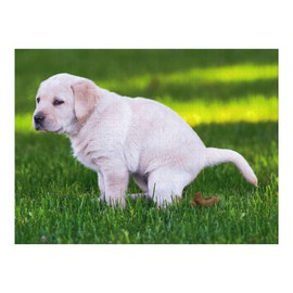 KwirkWorks Funny Jigsaw Puzzle - Poopin' Pooch Dog - 1000 Piece - Puzzles Make Great Gag Gifts