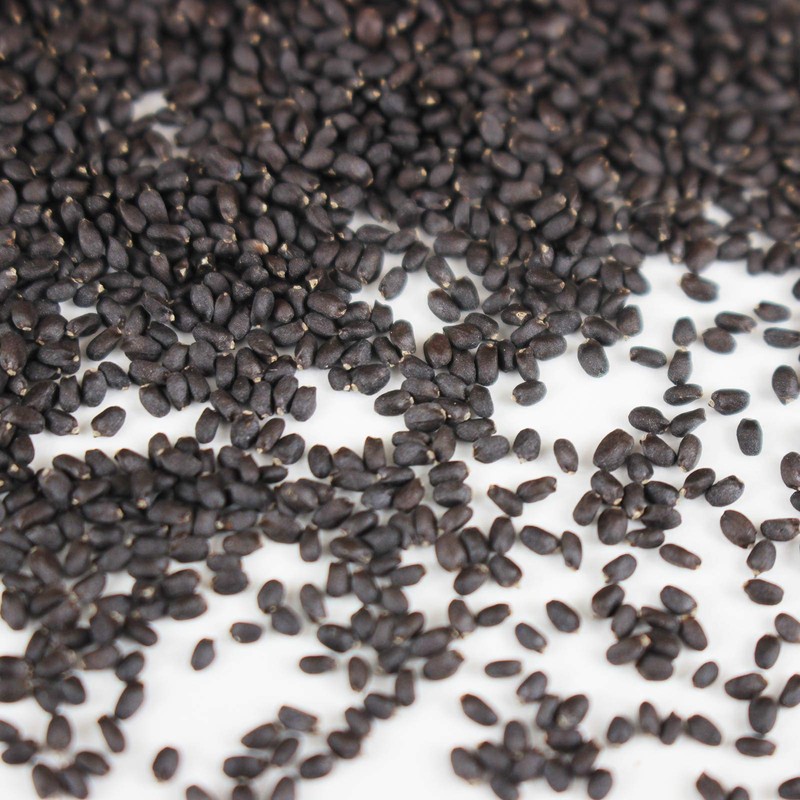 Genovese Basil Microgreens Seeds - 4 oz ~ 64,000 Seeds