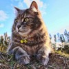 GAbraden 2 Extra Loud Cat & Dog Bells | Pet