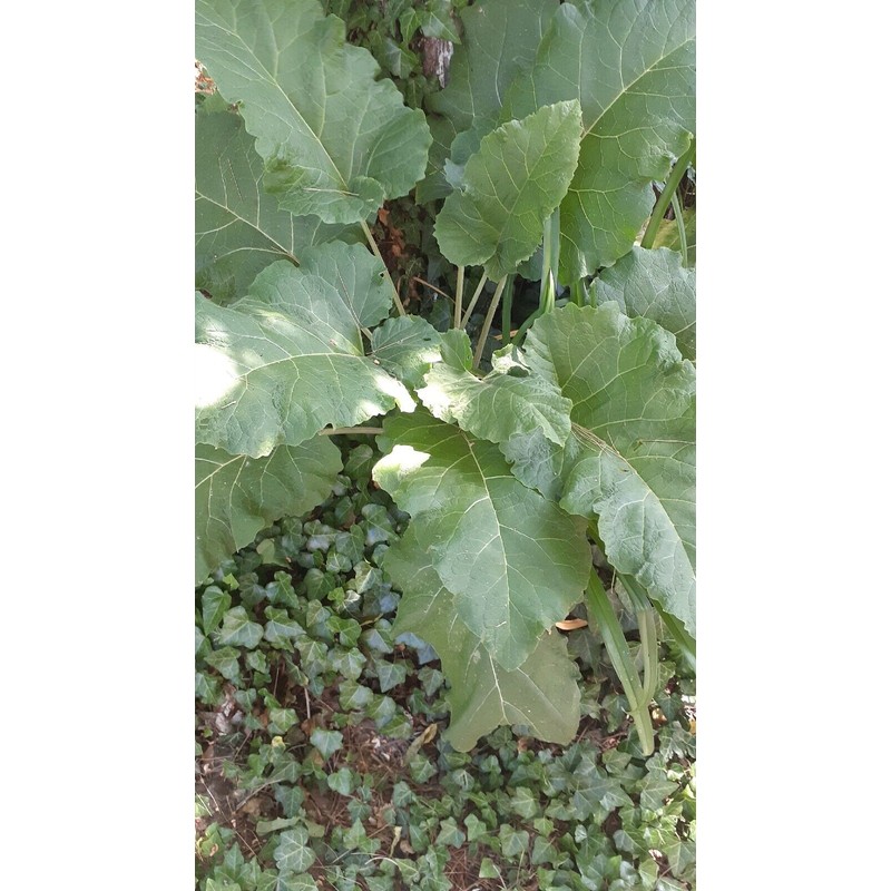 Burdock Seeds(Arctium lappa), qty 200 $9.95 $3.95 Shipp Wild Crafted