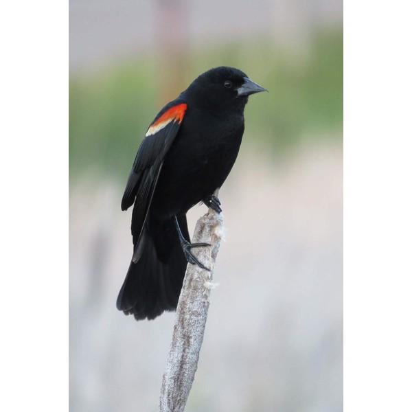 Red-Winged Blackbird (Agelaius Phoeniceus) Bird Journal: 150 page lined notebook/diary
