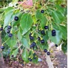 55 Camphor Tree Seeds Cinnamomum camphora camphorwood Camphor Laurel