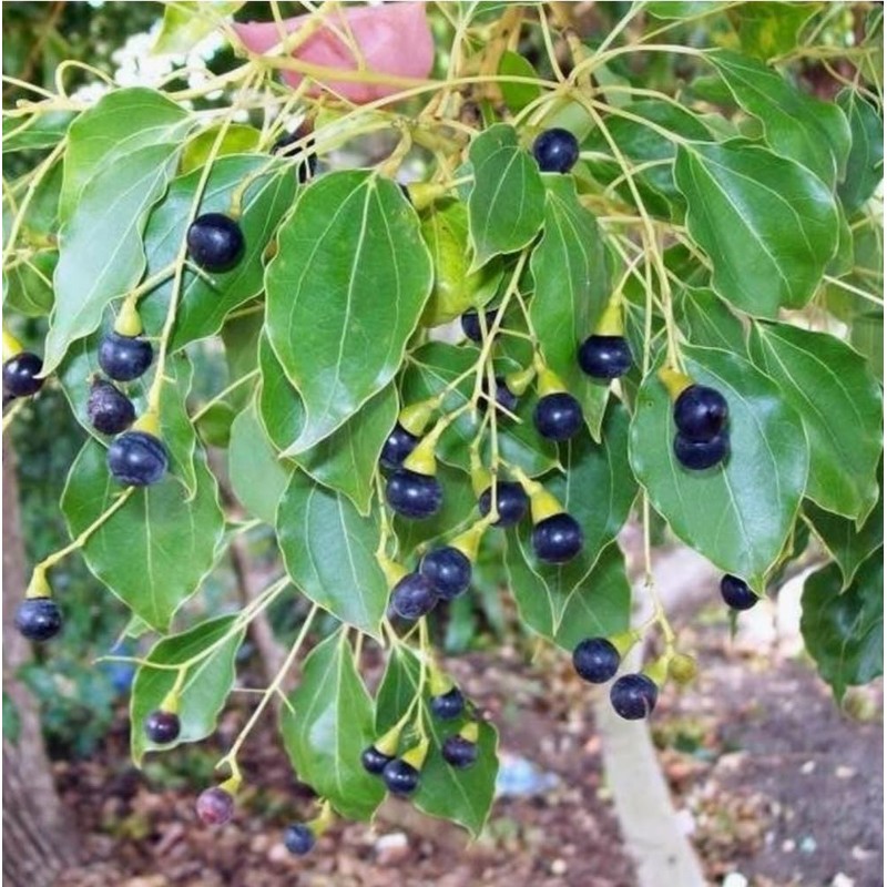 55 Camphor Tree Seeds Cinnamomum camphora camphorwood Camphor Laurel