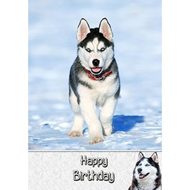 Husky Dog Birthday Card
