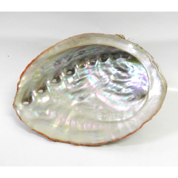 Abalone Shell Abalone Shell White Sage Purification Incense Space Purification Natural Stone